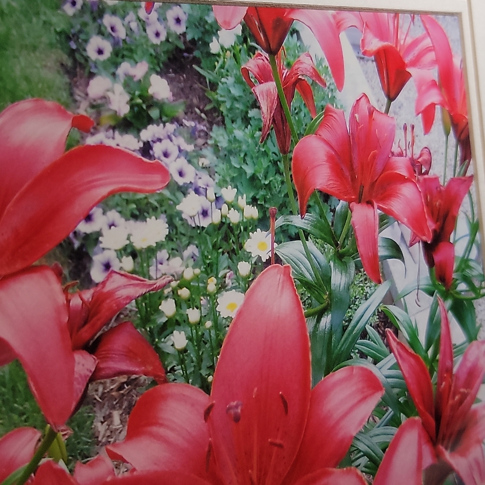 My Garden Framed Print - Picture 3 of 4